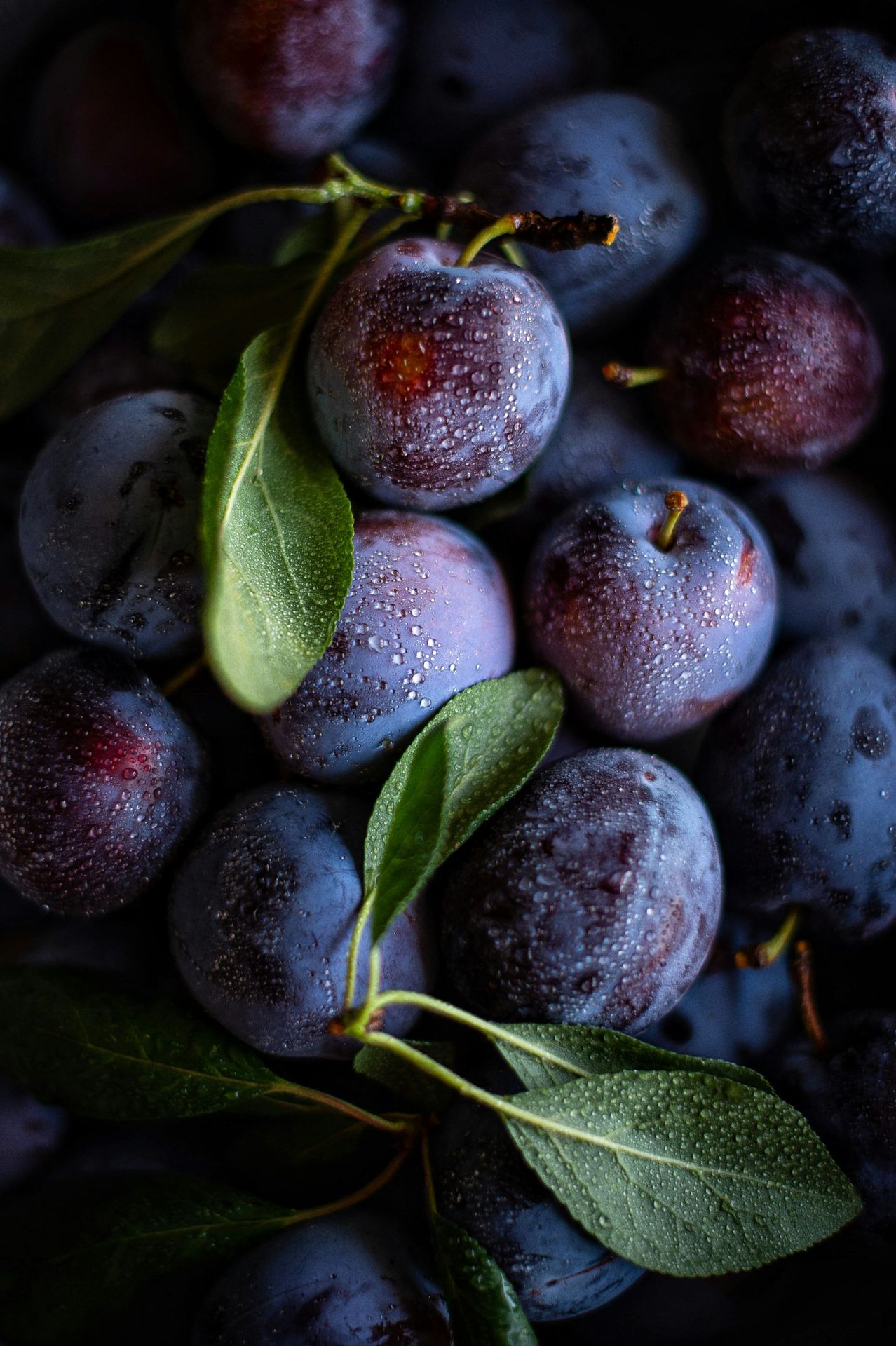 Close-up of fresh plums with water droplets and leaves