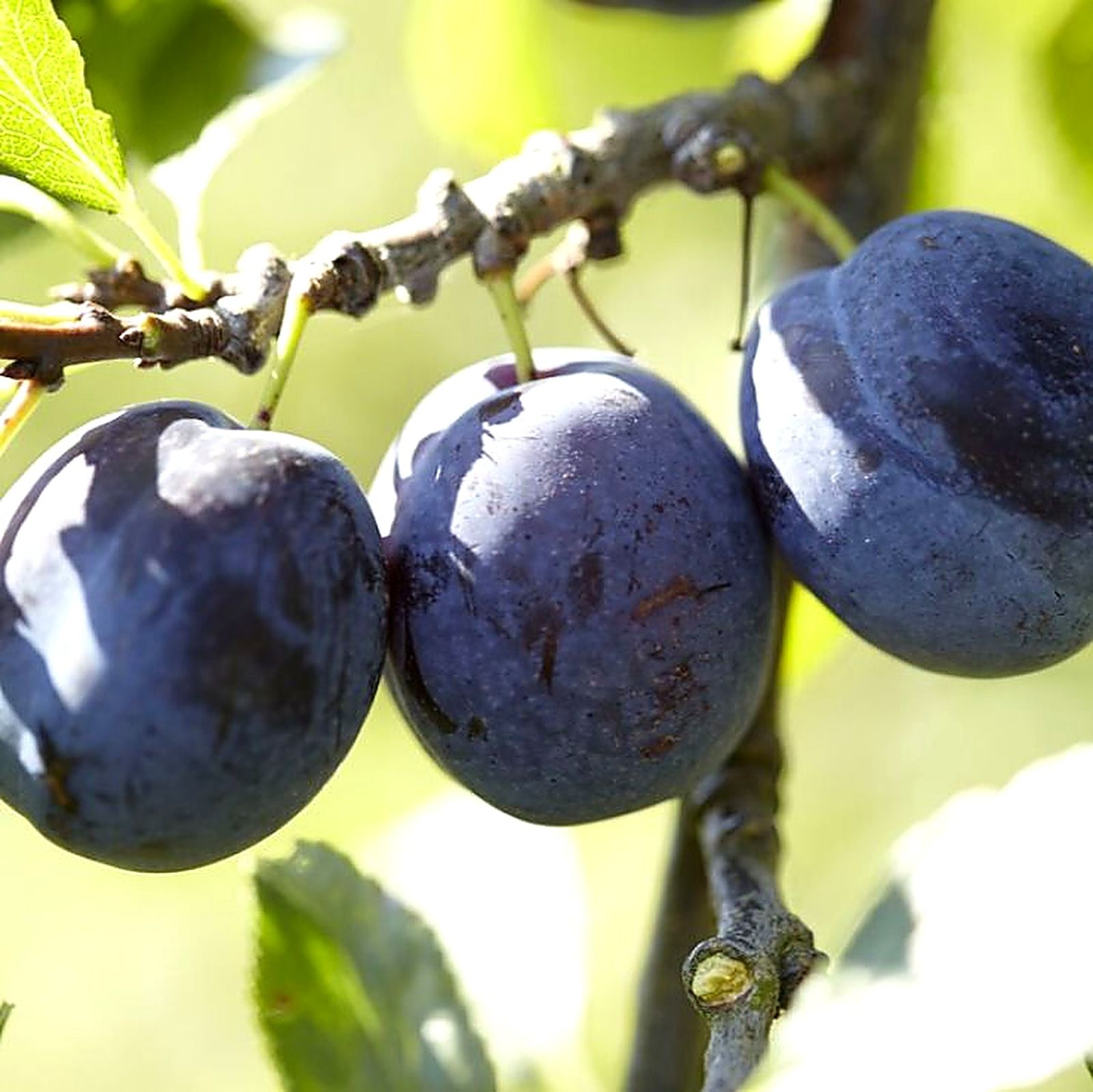 Rows of plum trees in a Moldovan orchard
