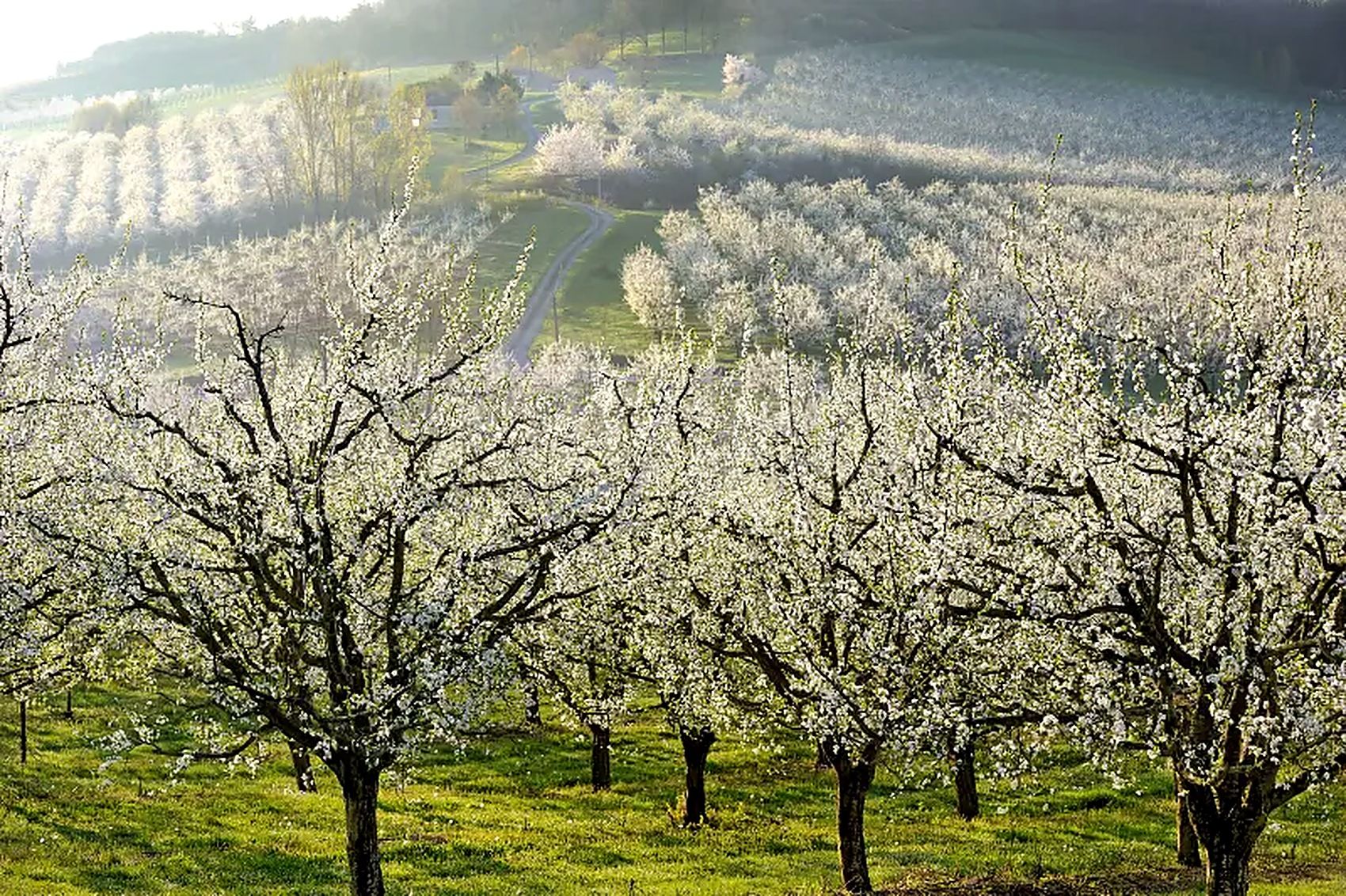 Wide view of a Moldovan orchard in blossom